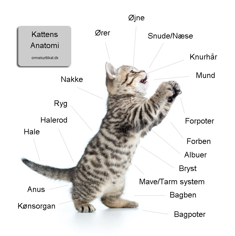 Kattens - Ormekur til kat fortæller om kattens anatomi